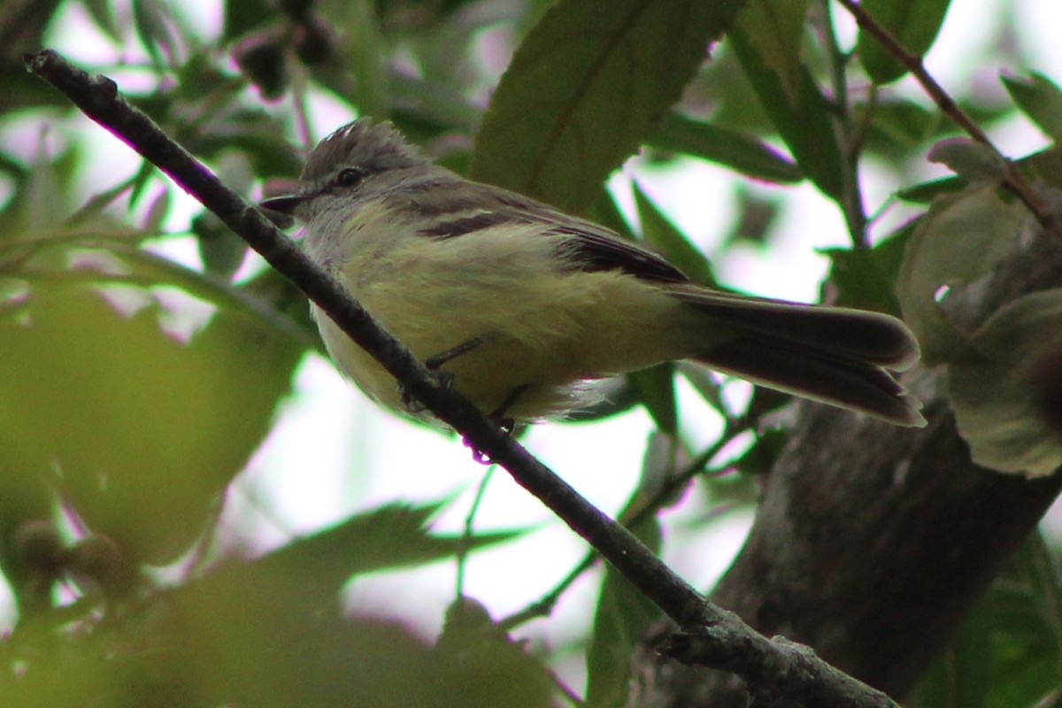 Northern Scrub-Flycatcher - ML622659414