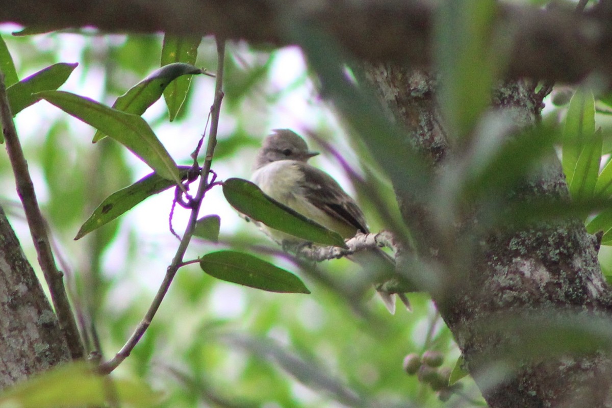 Northern Scrub-Flycatcher - ML622659415