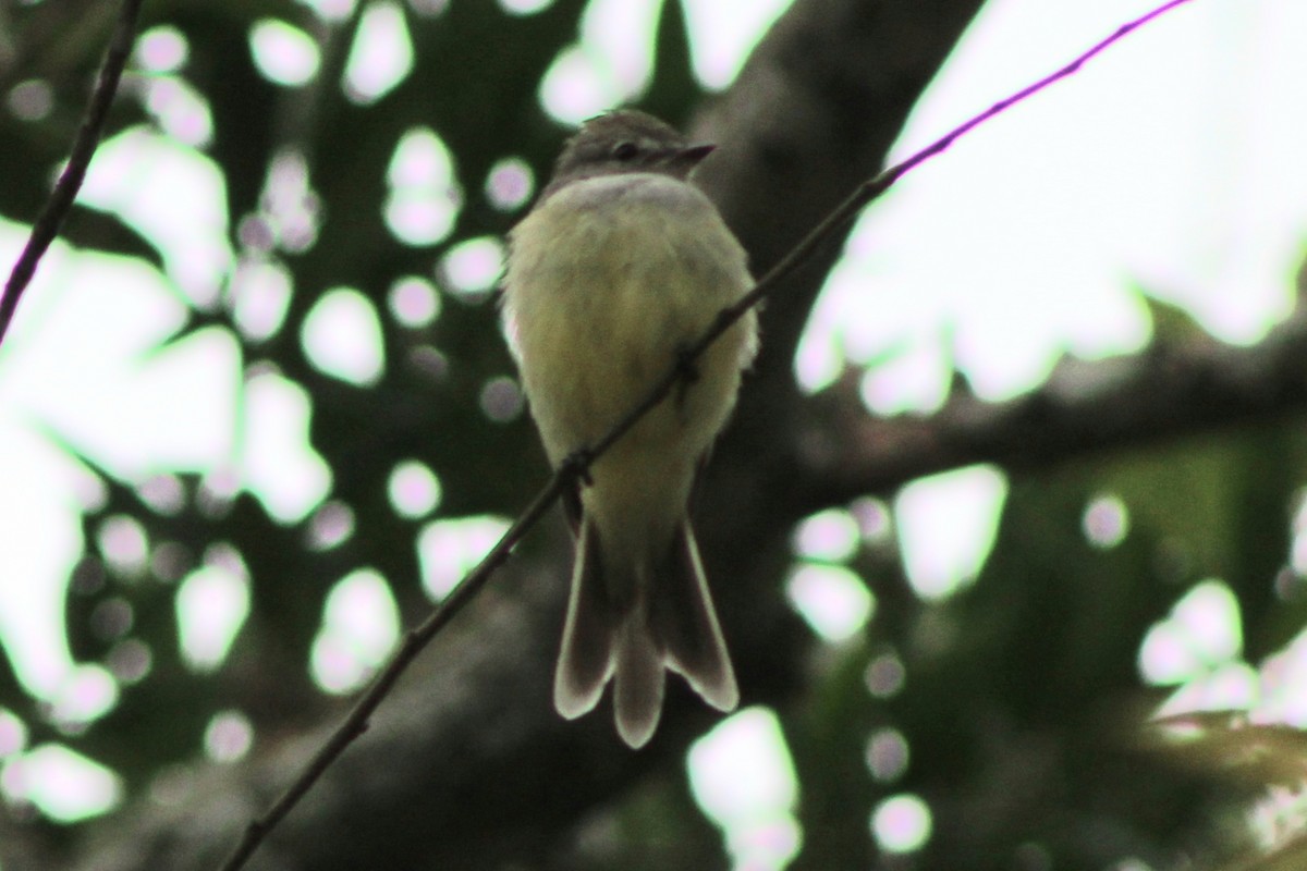 Northern Scrub-Flycatcher - ML622659416