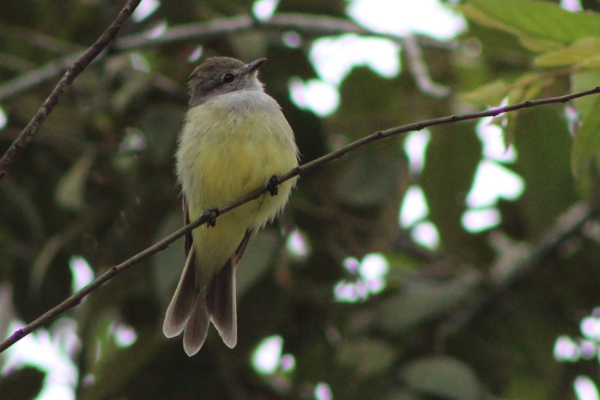 Northern Scrub-Flycatcher - Tommy DeBardeleben