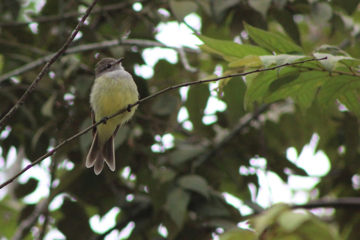 Northern Scrub-Flycatcher - ML622659418