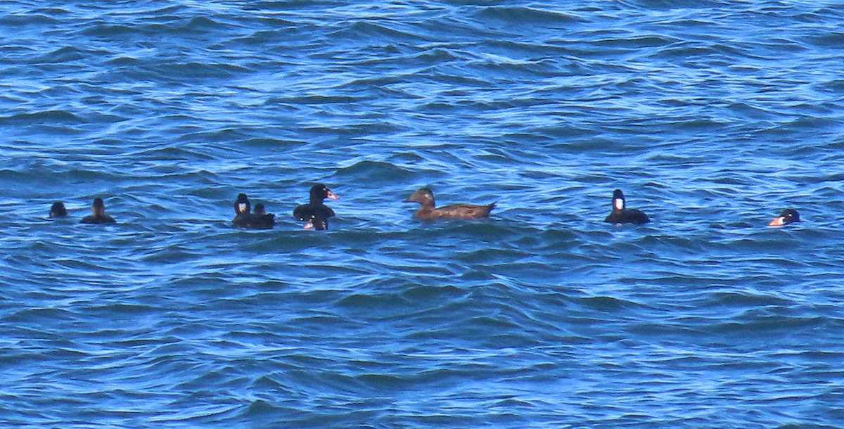 White-winged Scoter - ML622659421