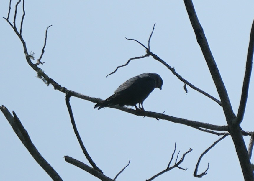 Plumbeous Kite - ML622659429