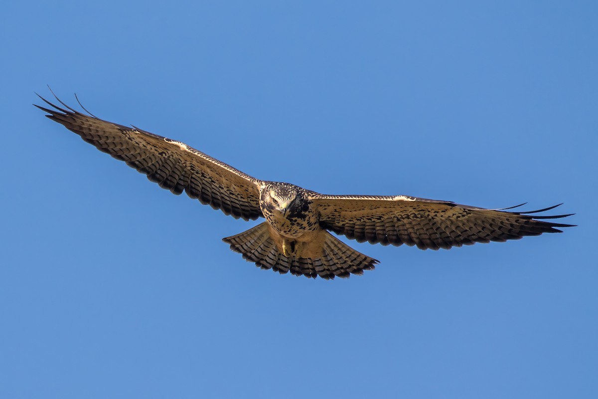 Swainson's Hawk - ML622659443