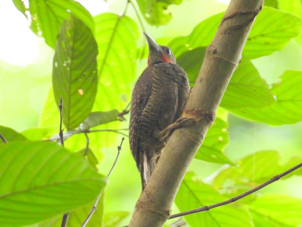 Buff-necked Woodpecker - ML622659450