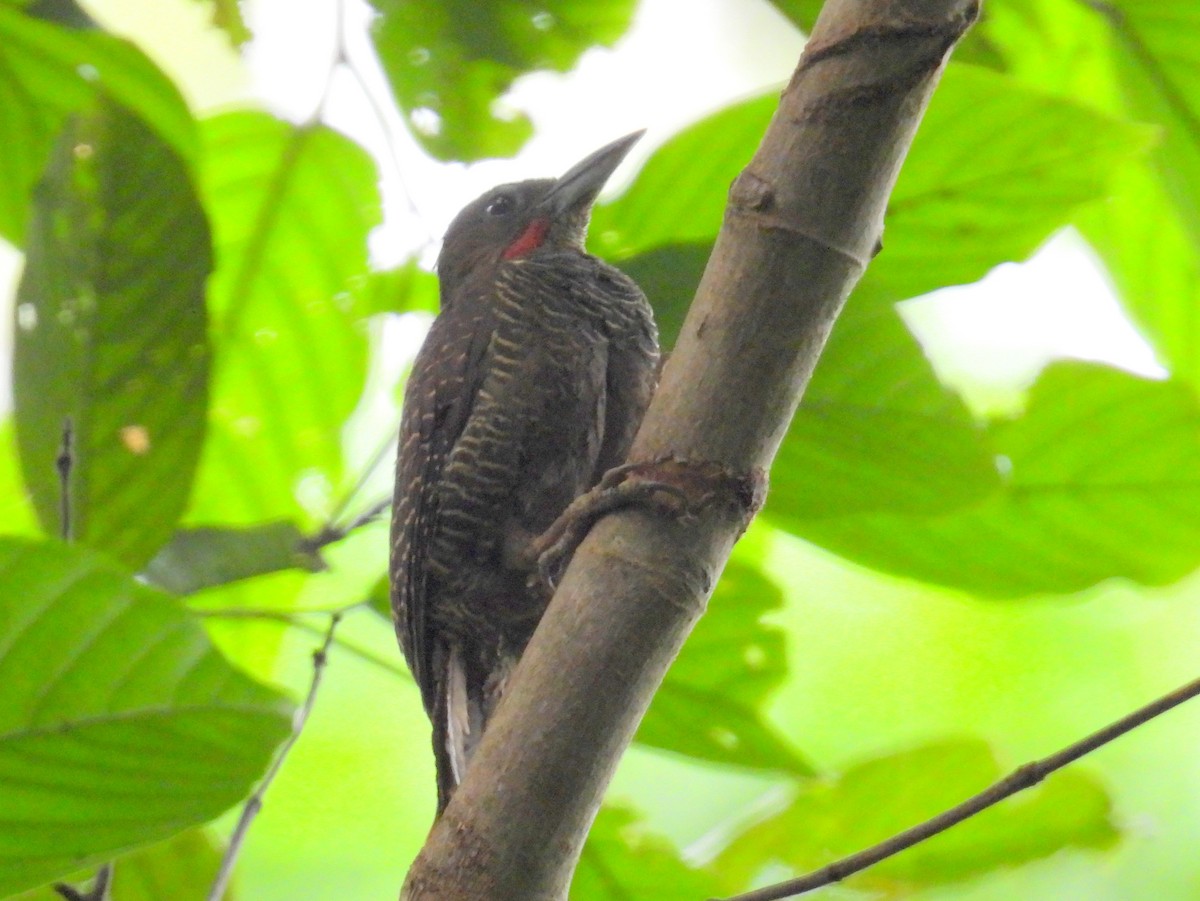 Buff-necked Woodpecker - ML622659451