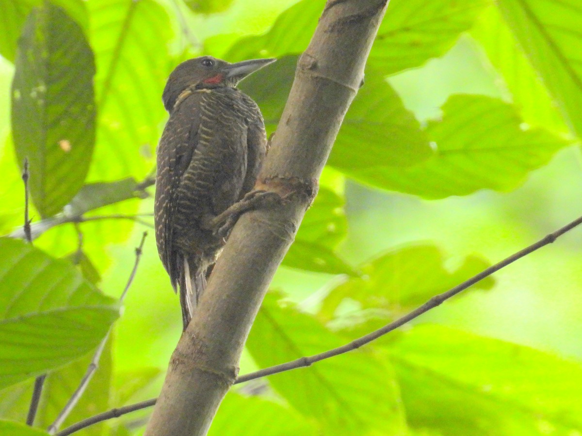 Buff-necked Woodpecker - ML622659452