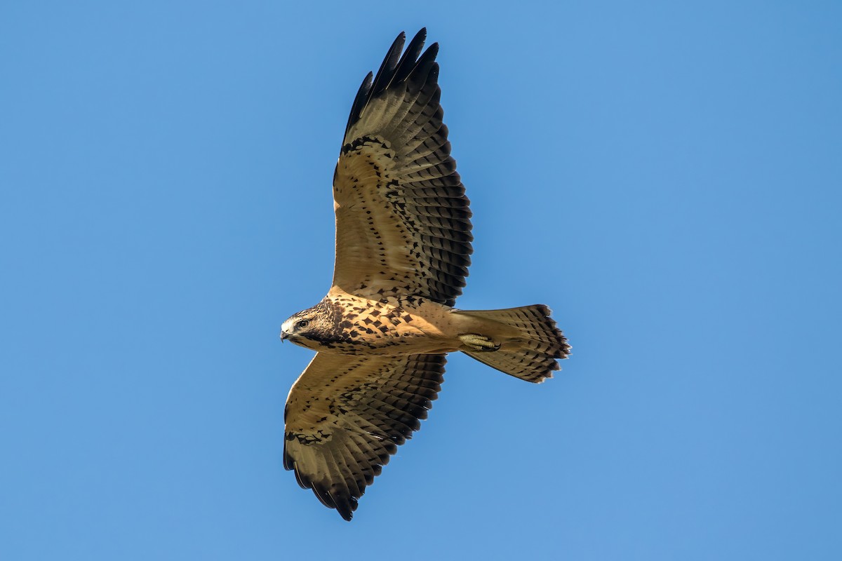 Swainson's Hawk - ML622659459