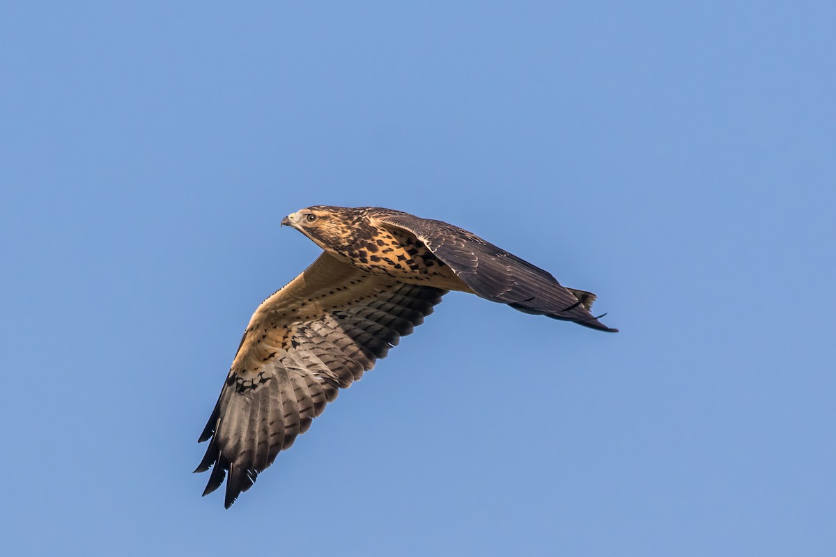 Swainson's Hawk - ML622659460