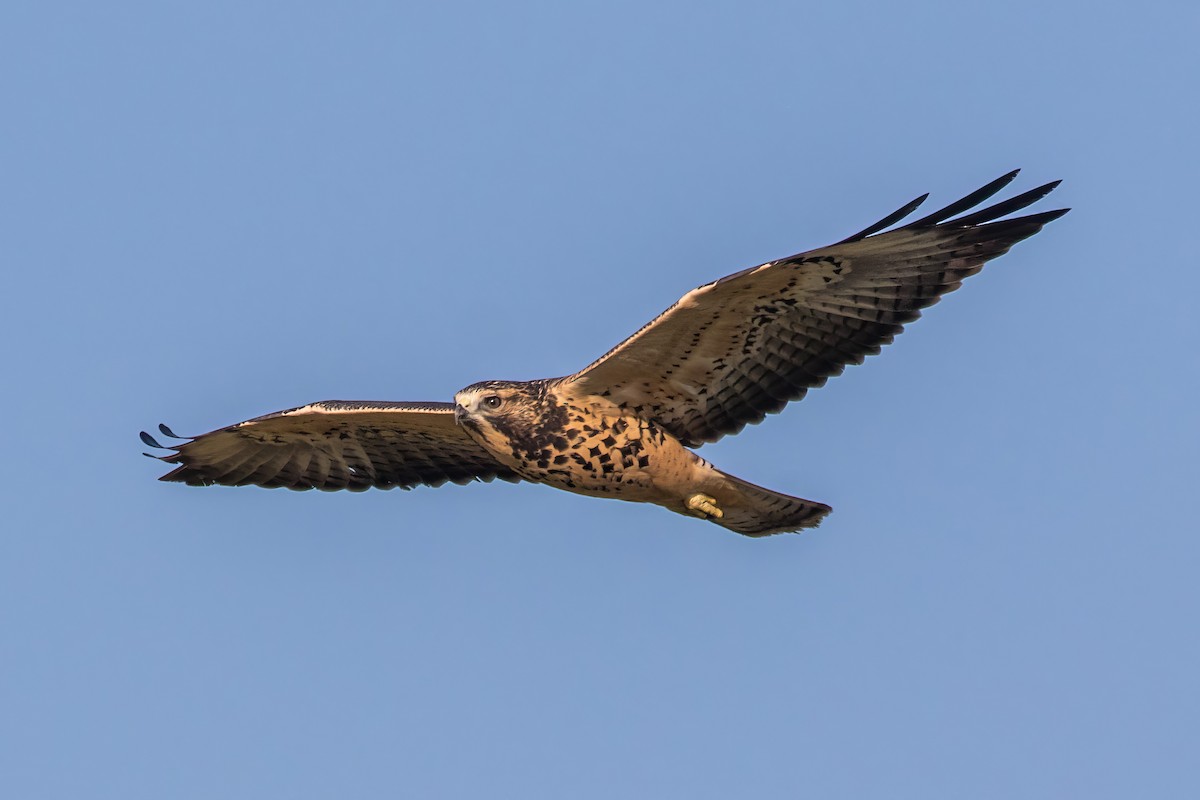 Swainson's Hawk - ML622659461