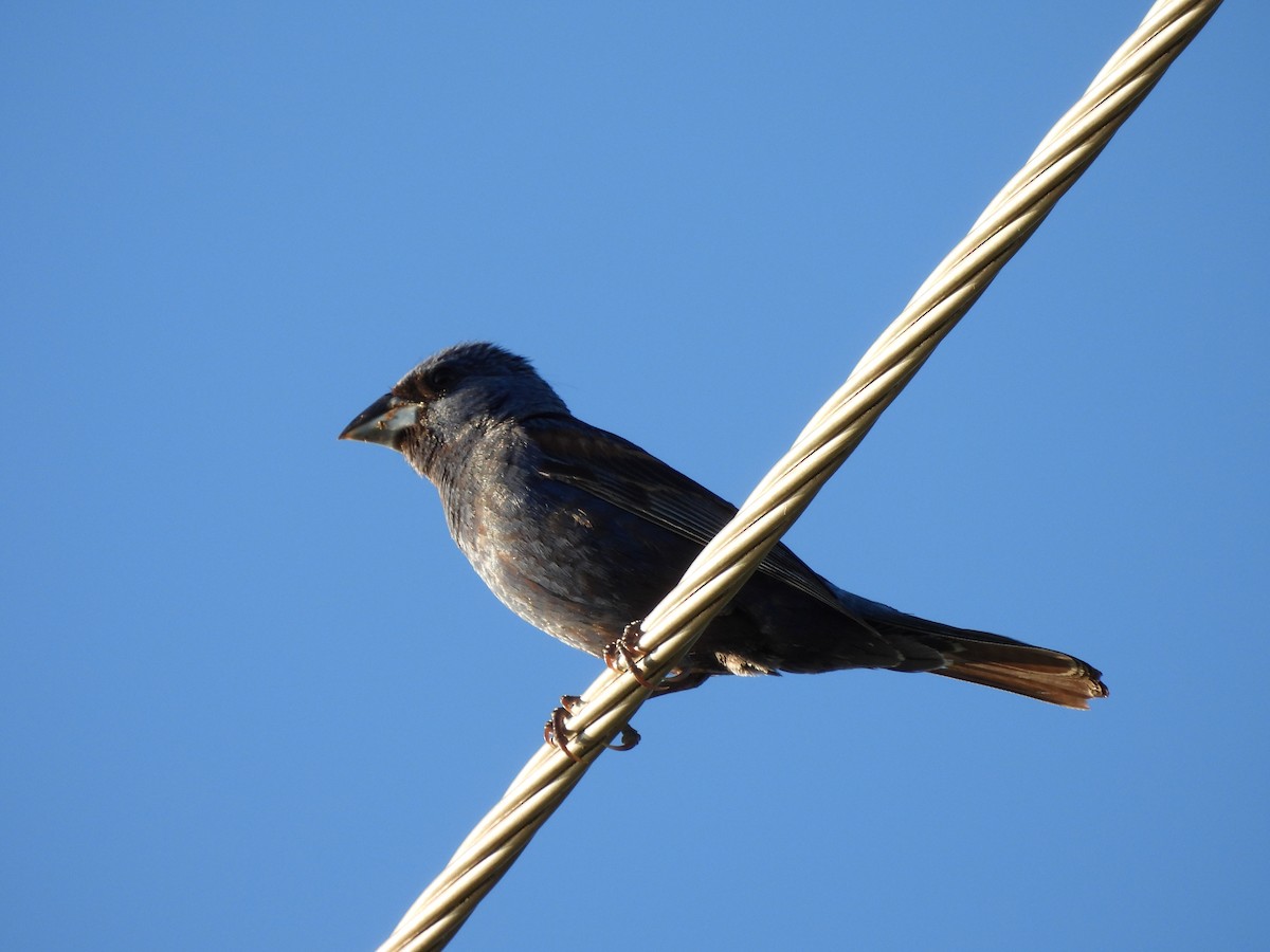 Blue Grosbeak - ML622659528