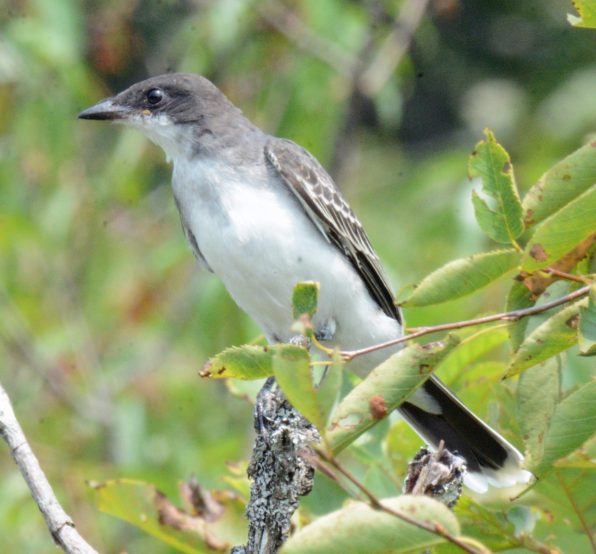 Eastern Kingbird - Michael J Good