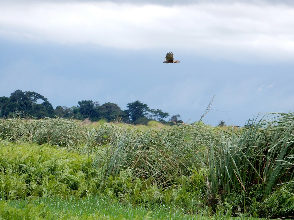 African Marsh Harrier - Katie Dustman