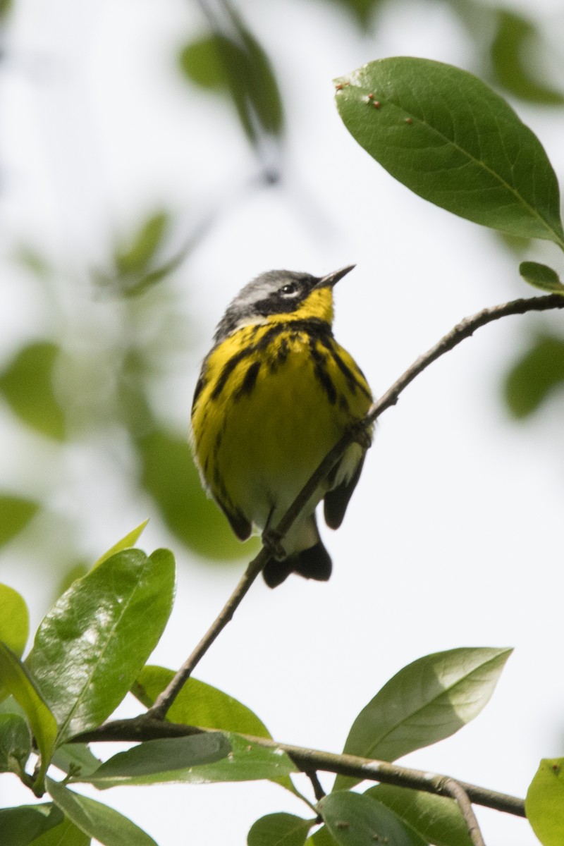 Magnolia Warbler - ML622659669