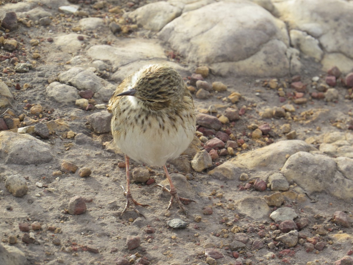 Australian Pipit - ML622659703