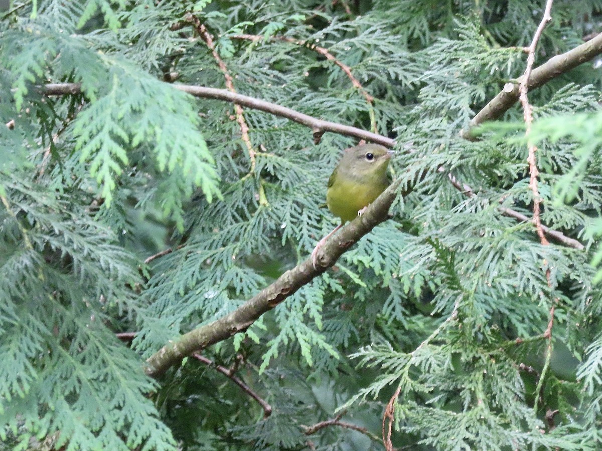 Mourning Warbler - ML622659749