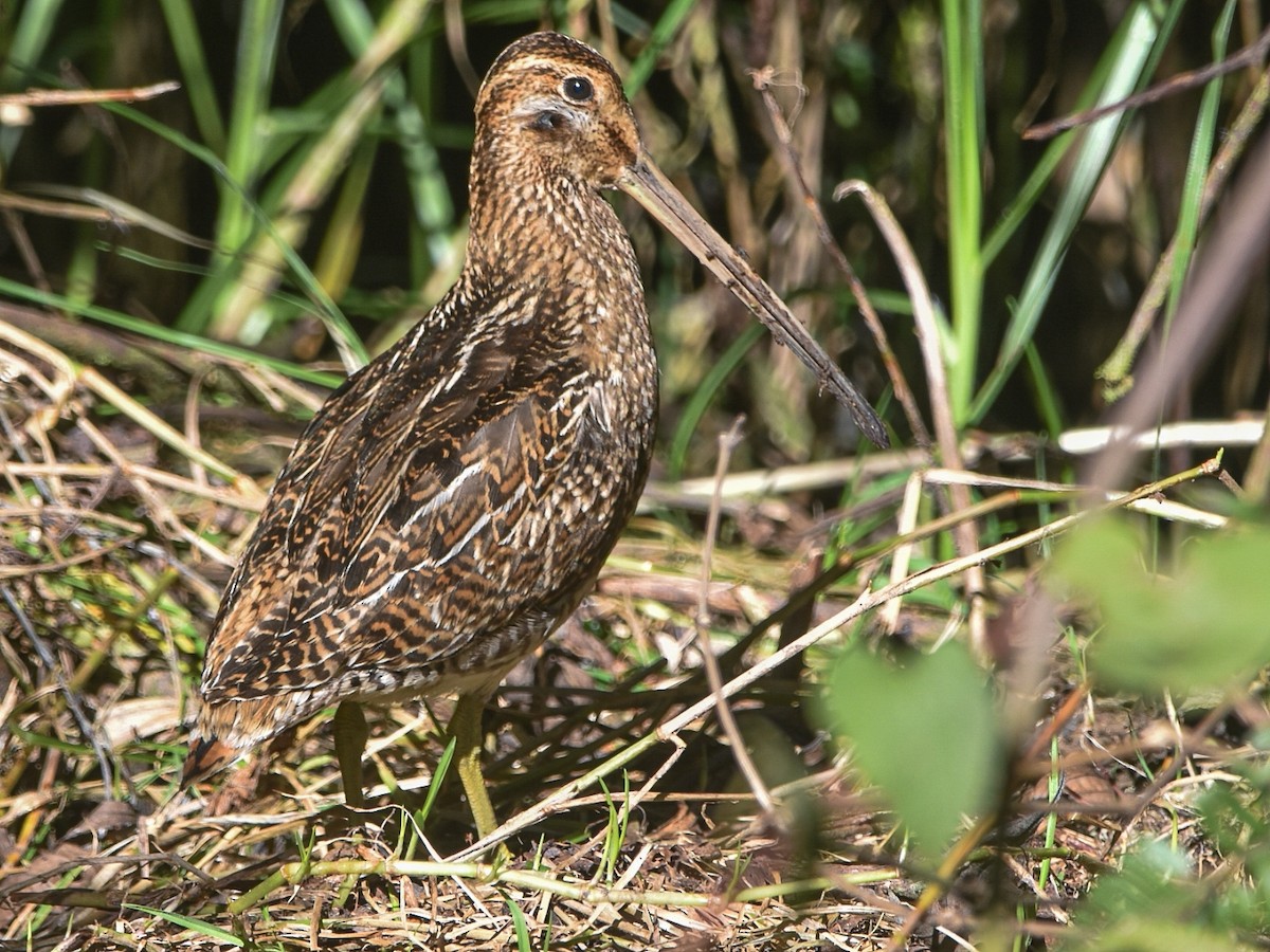 Noble Snipe - ML622659797