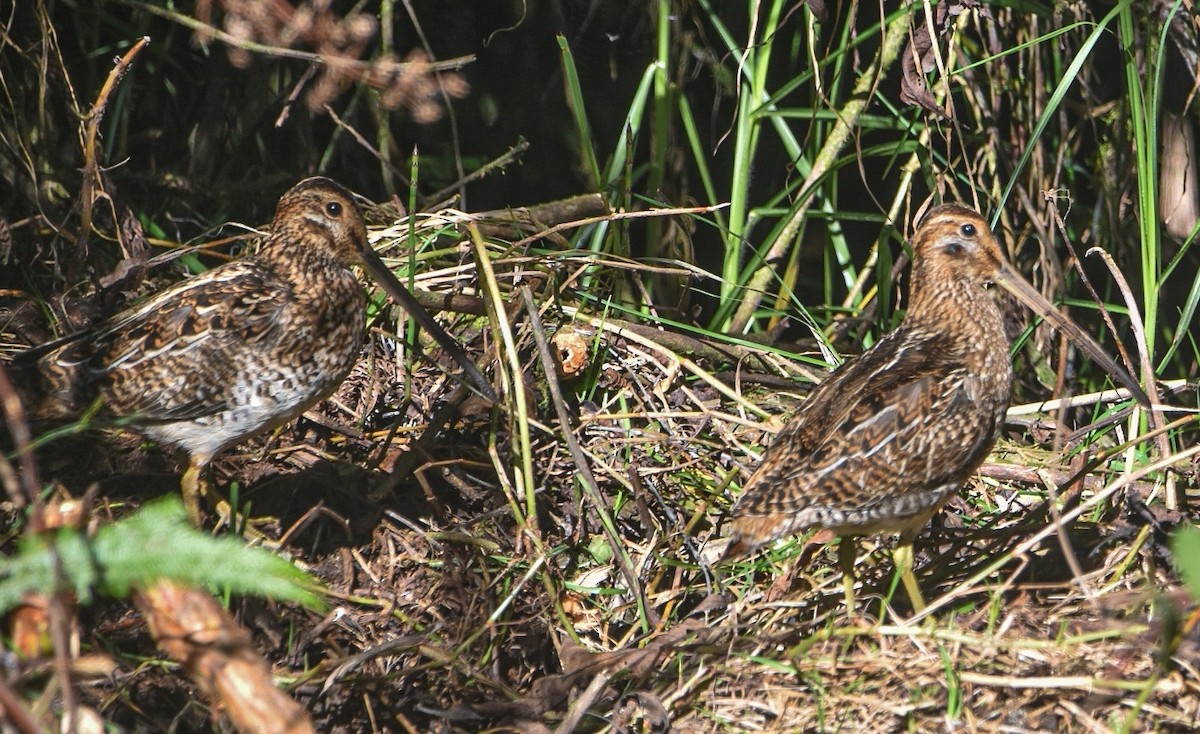 Noble Snipe - ML622659798