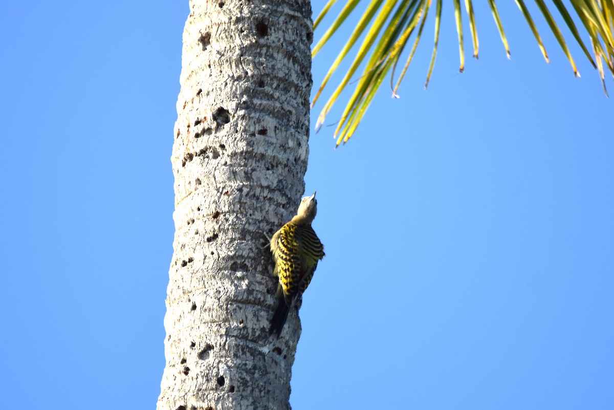 Hispaniolan Woodpecker - ML622659809