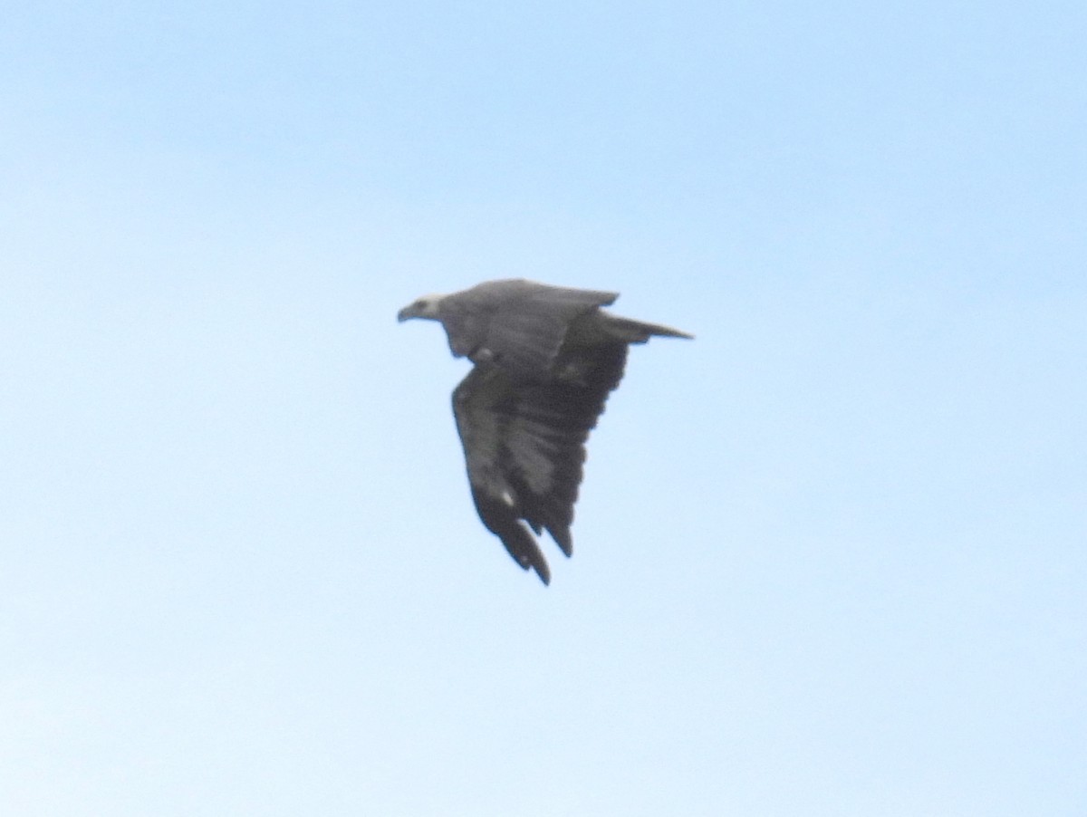 White-bellied Sea-Eagle - ML622659851