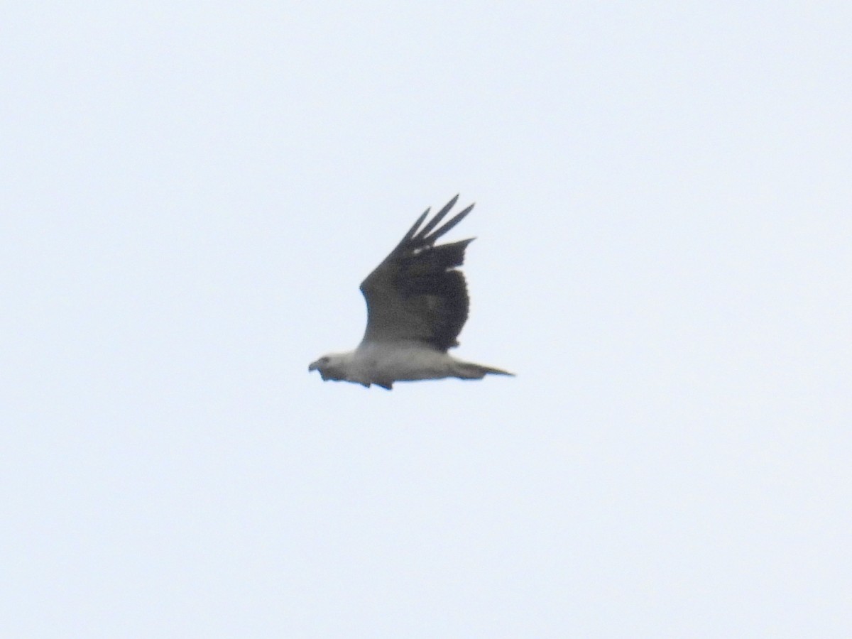 White-bellied Sea-Eagle - ML622659852