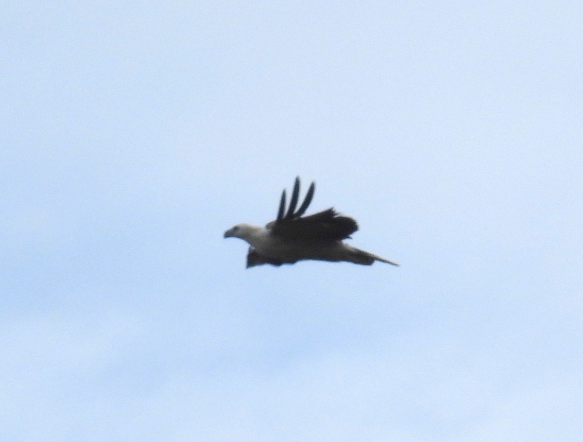 White-bellied Sea-Eagle - ML622659853