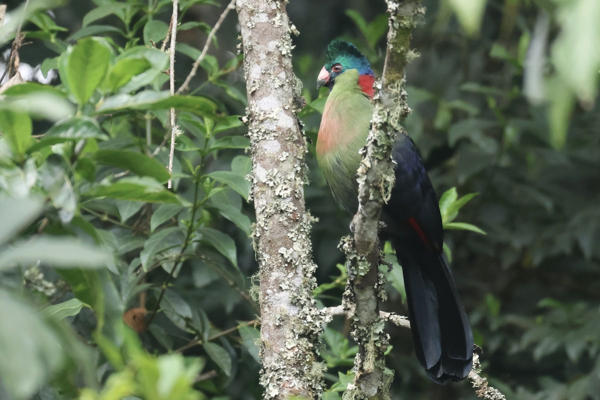 Rwenzori Turaco - ML622659870