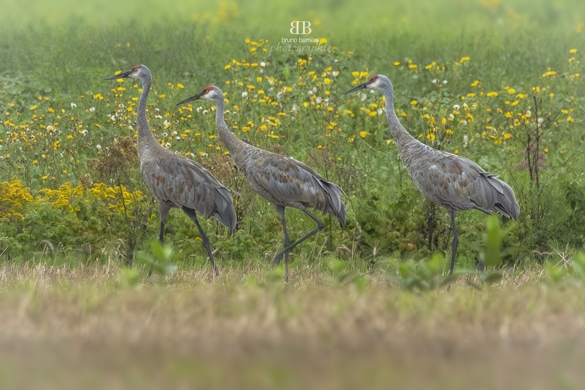 Sandhill Crane - ML622659892