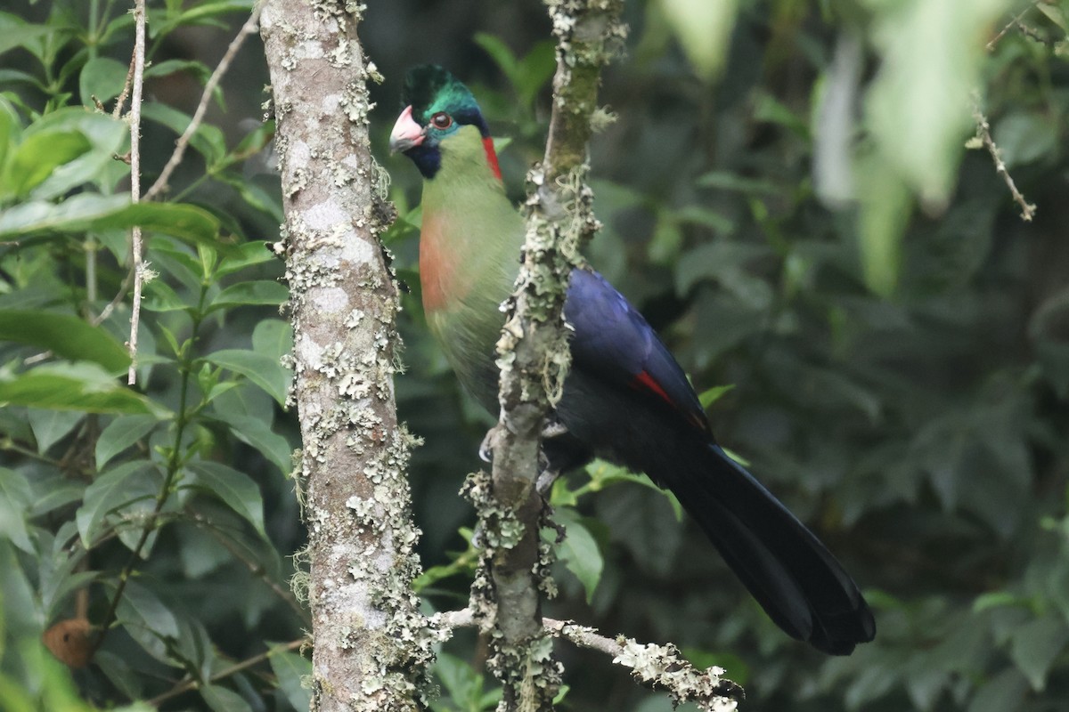 Rwenzori Turaco - ML622659922