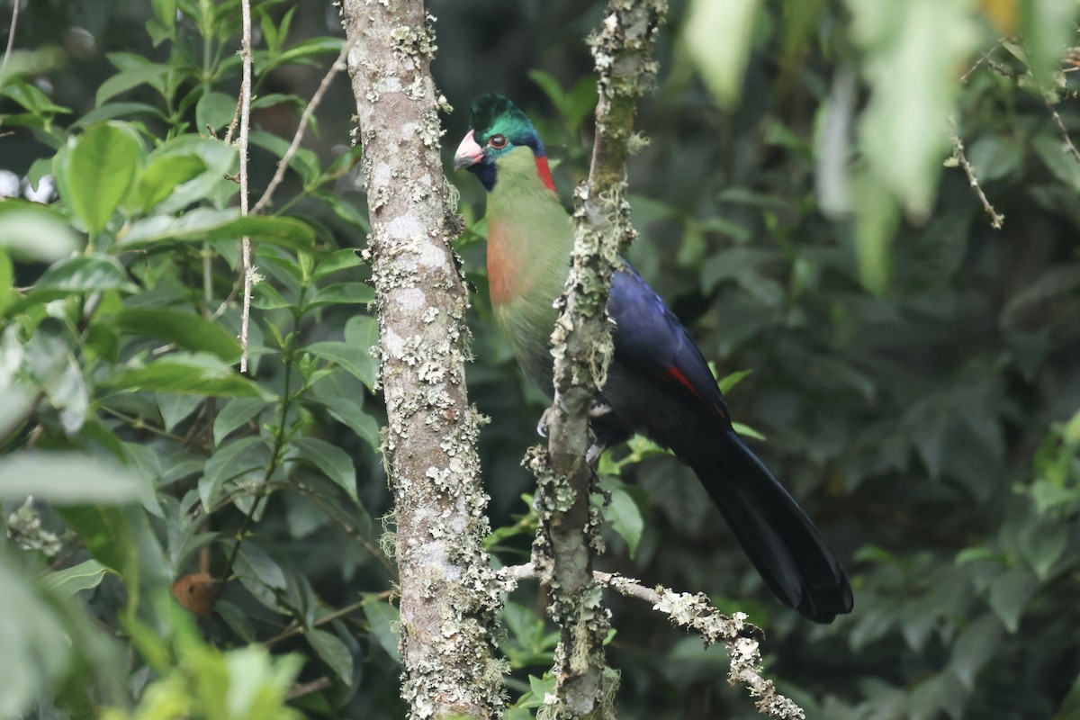 Rwenzori Turaco - ML622659937