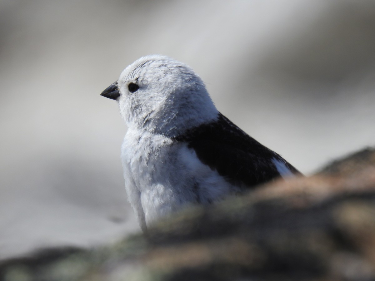 Snow Bunting - Chris Coxson