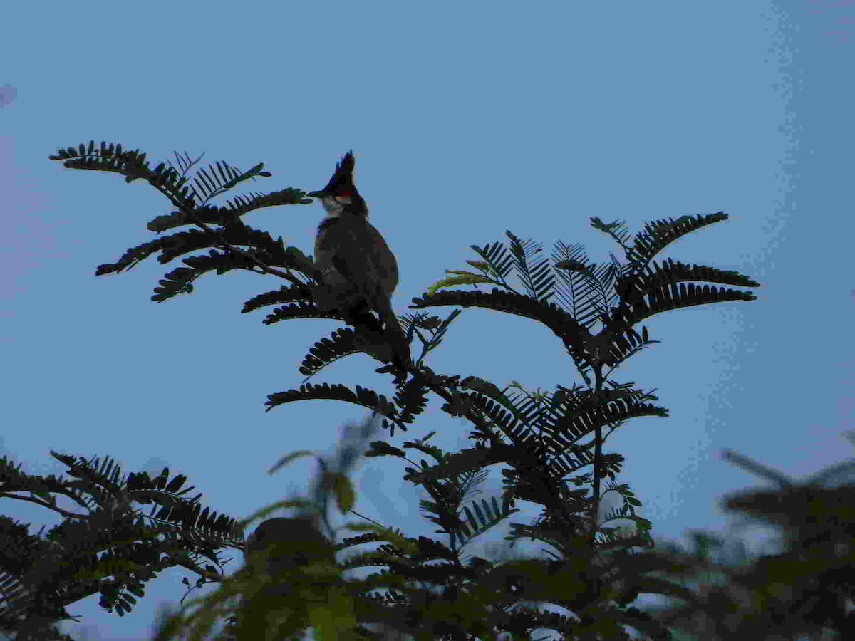 Red-whiskered Bulbul - ML622659998