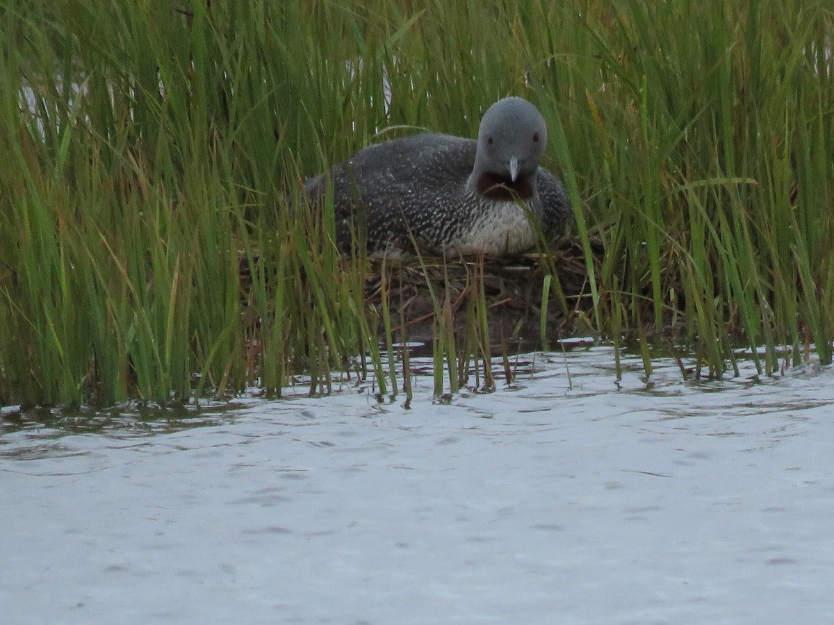 Red-throated Loon - Kai Frueh