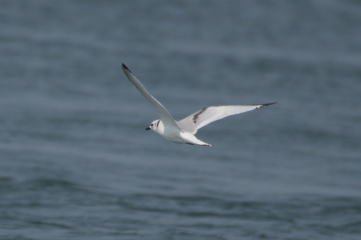 Black-legged Kittiwake - ML622660030