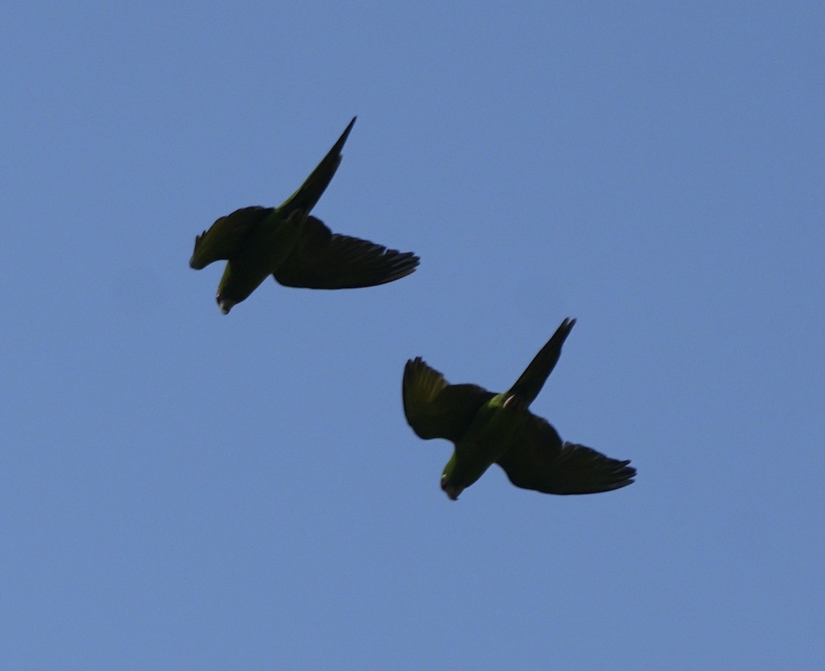 White-eyed Parakeet - ML622660034