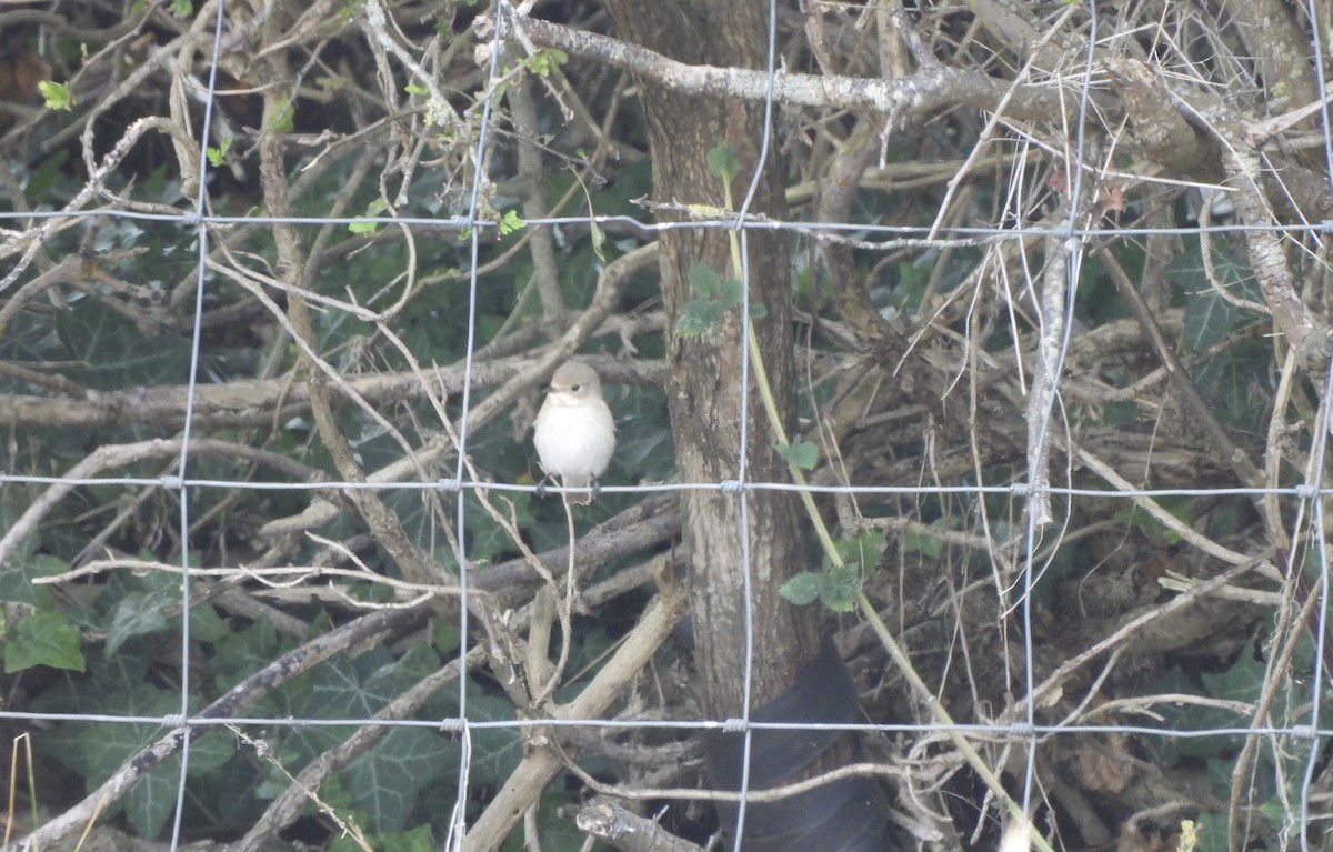 European Pied Flycatcher - ML622660083