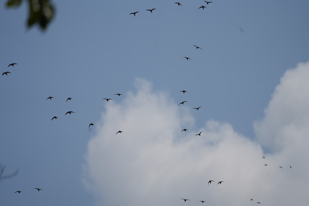 Psittaciformes, unbestimmt (parakeet sp.) - ML622660092