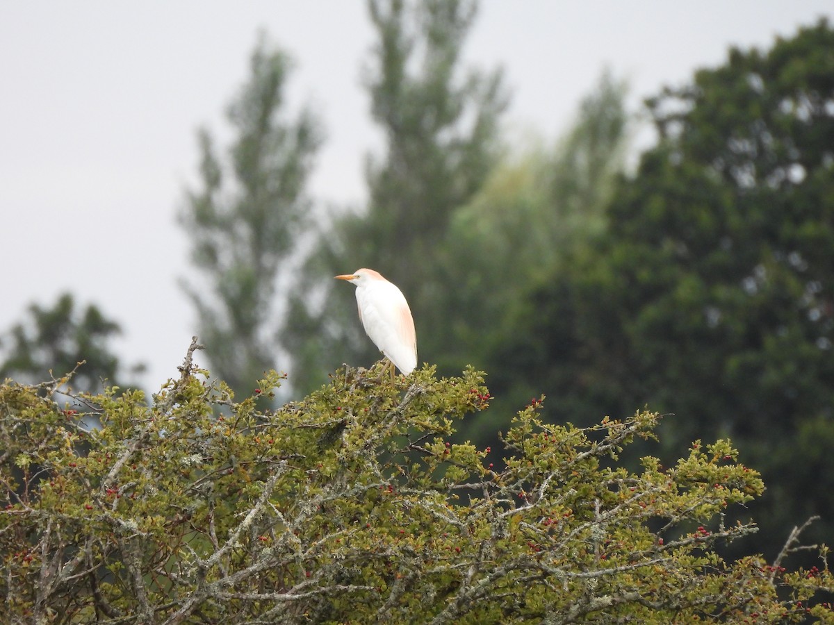 Western Cattle Egret - ML622660142