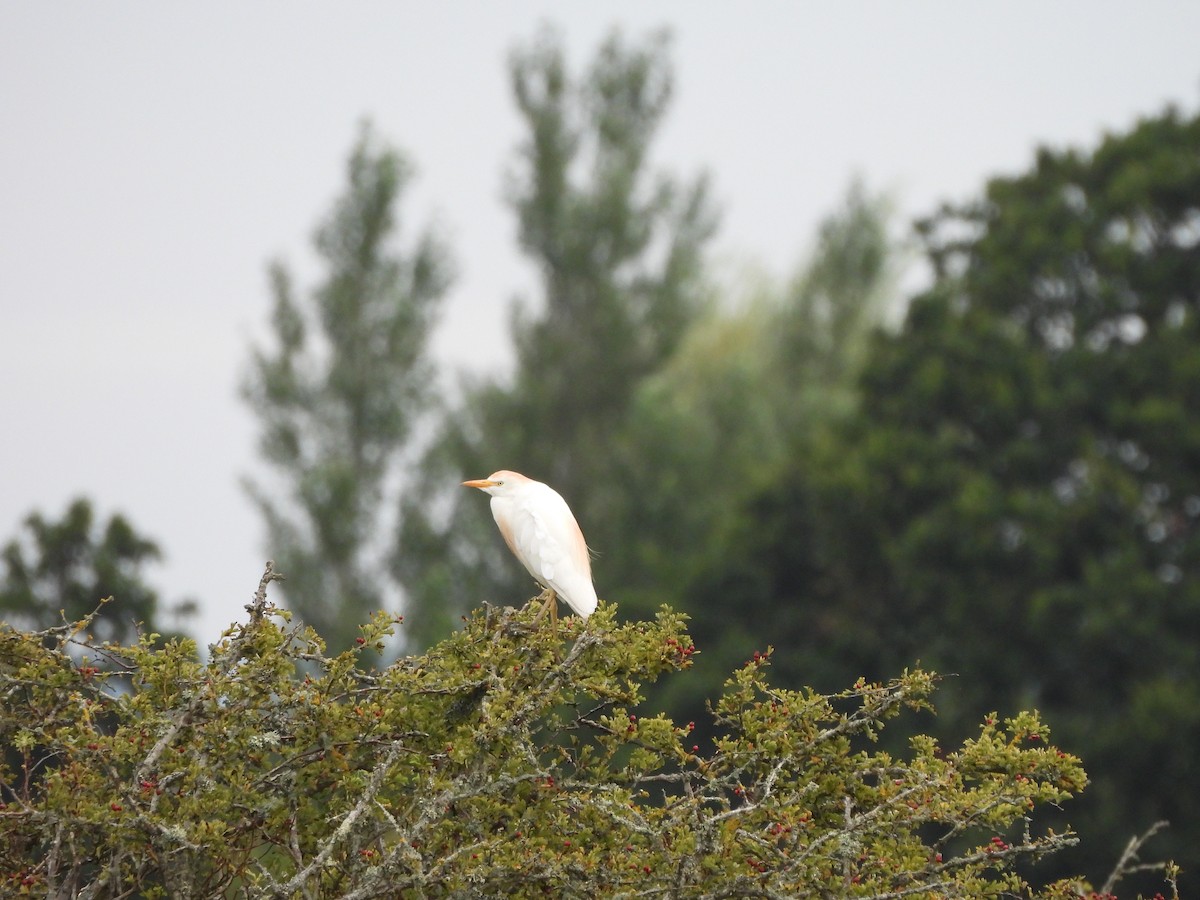 Western Cattle Egret - ML622660148