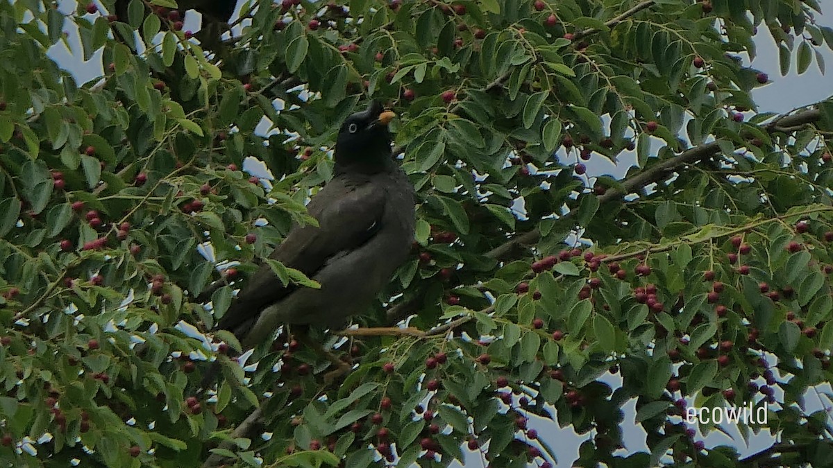 Jungle Myna - ML622660279