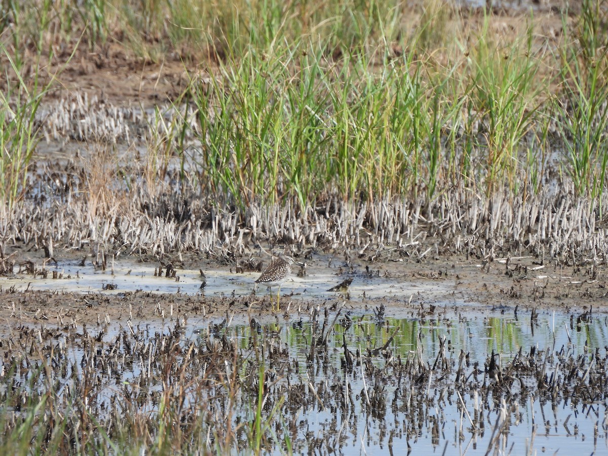 Wood Sandpiper - ML622660282