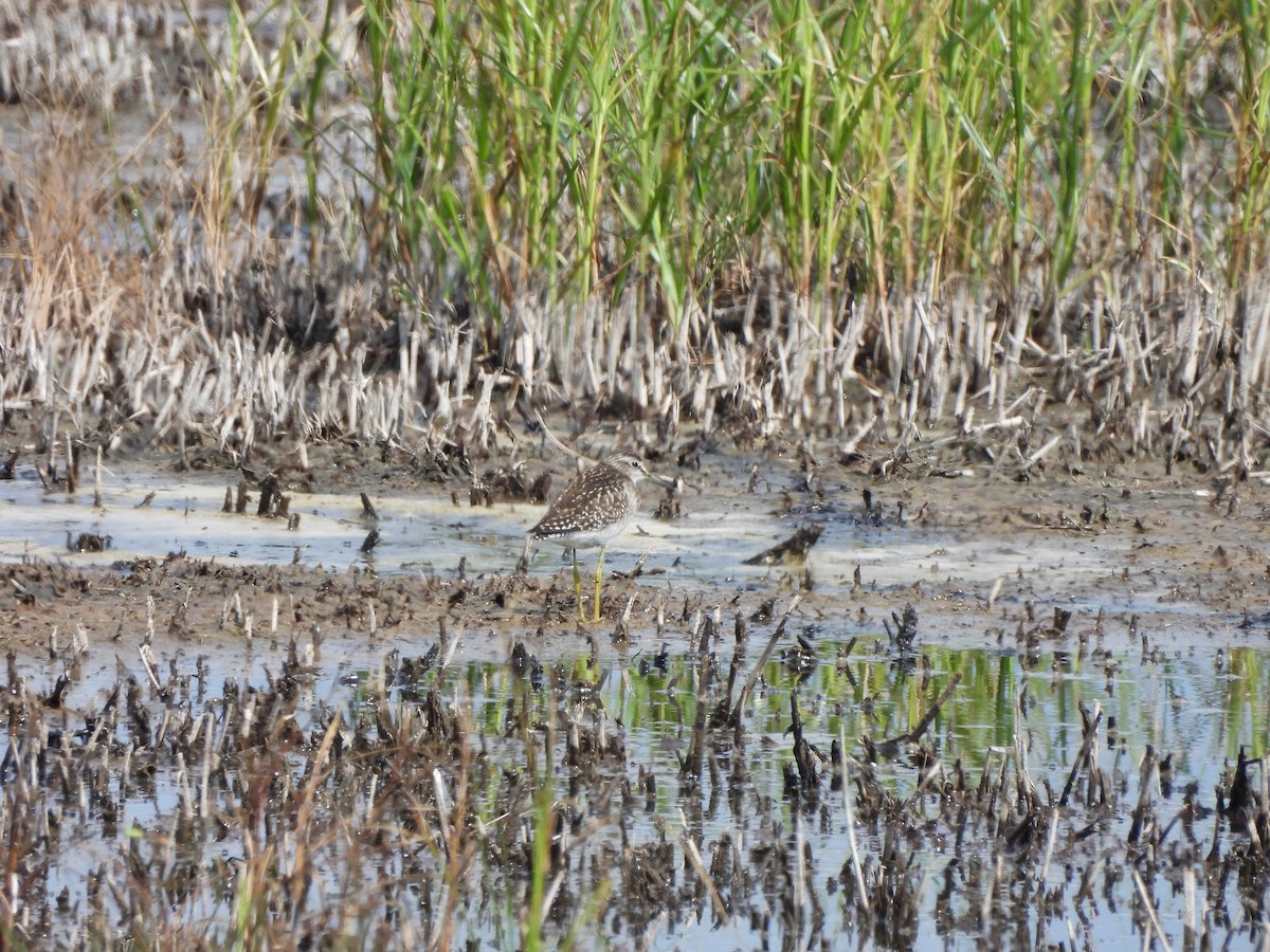 Wood Sandpiper - ML622660289