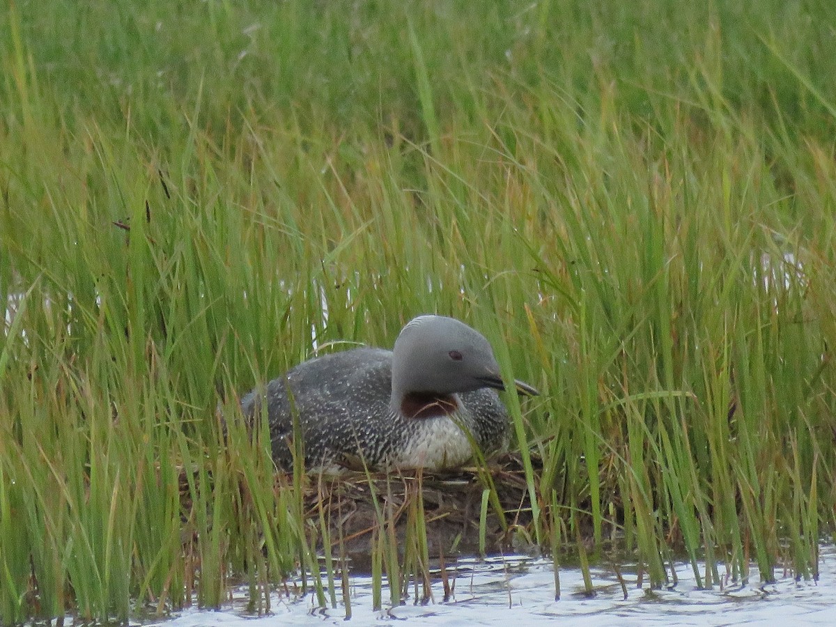 Red-throated Loon - Kai Frueh