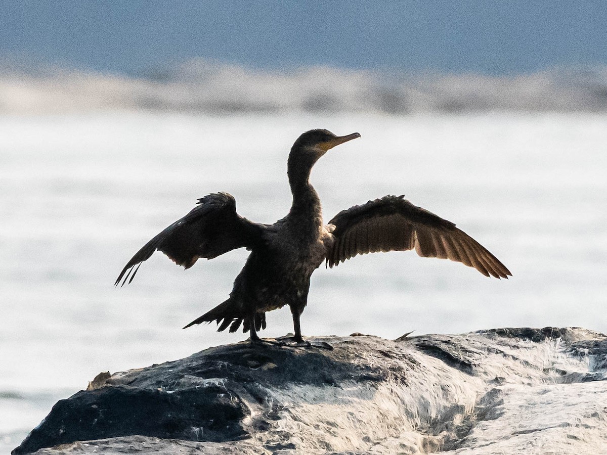 Neotropic Cormorant - ML622660325