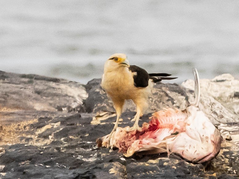 Caracara à tête jaune - ML622660329