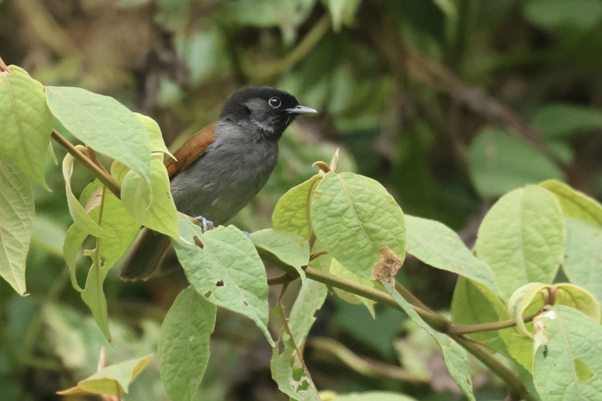 Curruca del Ruwenzori - ML622660412