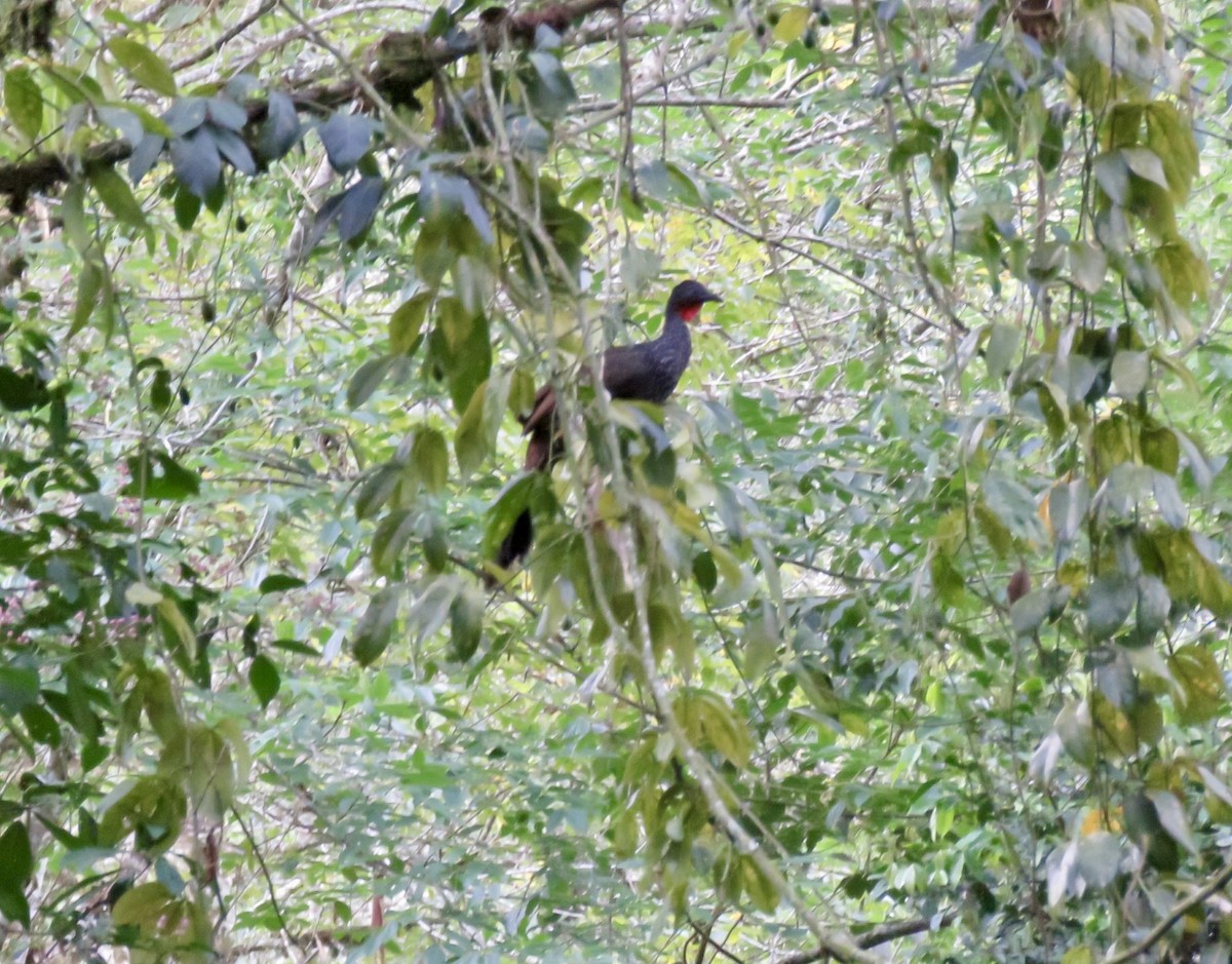 Cauca Guan - ML622660429