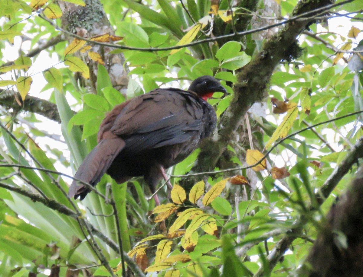 Cauca Guan - ML622660430