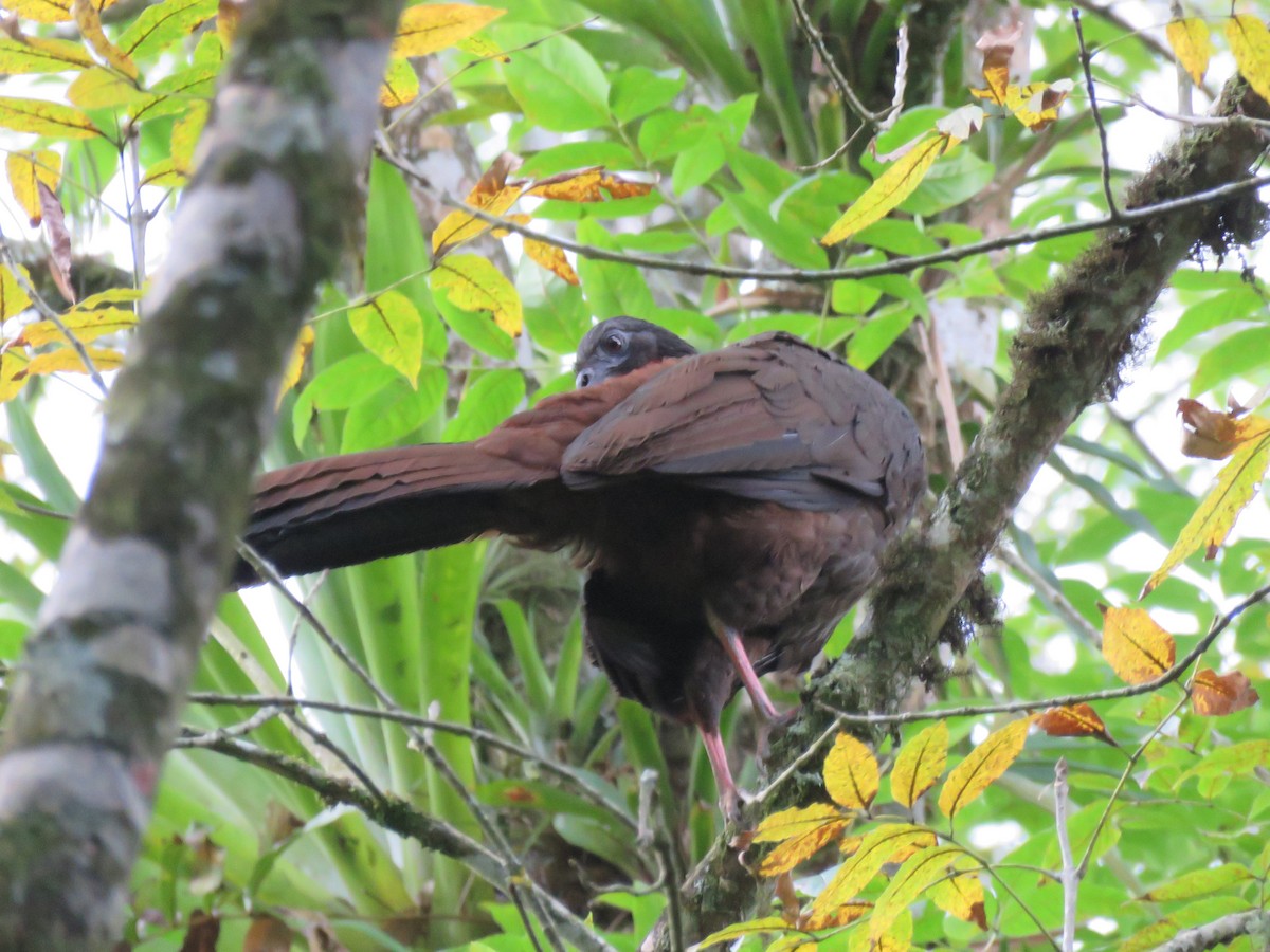 Cauca Guan - ML622660431