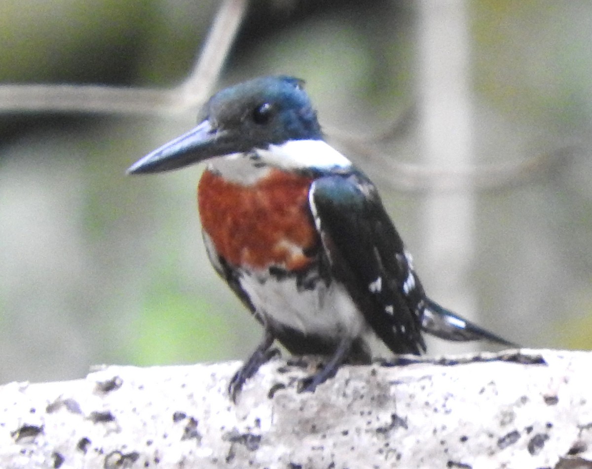 Green Kingfisher - ML622660441